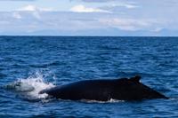 © Copyright Raphael Kessler 2025 – Iceland – Humpback whale 28