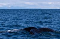 © Copyright Raphael Kessler 2025 – Iceland – Humpback whale 29