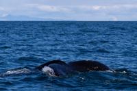 © Copyright Raphael Kessler 2025 – Iceland – Humpback whale  30