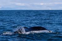© Copyright Raphael Kessler 2025 – Iceland –  Humpback whale  31
