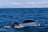 © Copyright Raphael Kessler 2025 – Iceland – Humpback whale 32
