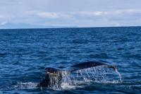 © Copyright Raphael Kessler 2025 – Iceland – Humpback whale 33