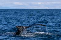 © Copyright Raphael Kessler 2025 – Iceland – Humpback whale 34