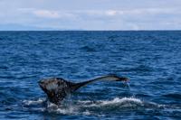 © Copyright Raphael Kessler 2025 – Iceland – Humpback whale 35