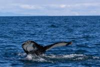 © Copyright Raphael Kessler 2025 – Iceland – Humpback whale 36