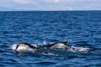 © Copyright Raphael Kessler 2025 – Iceland –  Humpback whale 38