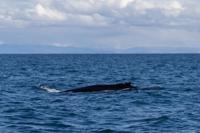 © Copyright Raphael Kessler 2025 – Iceland – Humpback whale 40  - pectoral fins
