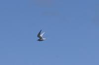 © Copyright Raphael Kessler 2025 – Iceland – Arctic tern 41