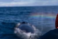 © Copyright Raphael Kessler 2025 – Iceland – Humpback whale 43