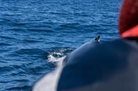 © Copyright Raphael Kessler 2025 – Iceland – Humpback whale 44