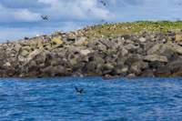 © Copyright Raphael Kessler 2025 – Iceland – Puffins 5
