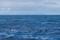 © Copyright Raphael Kessler 2025 – Iceland – Puffins 6