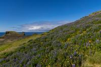 © Copyright Raphael Kessler 2025 – Iceland –  Harebells (campanula rotundifolia) are found all over Iceland 4
