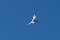 © Copyright Raphael Kessler 2025 – Iceland – G Saturday 31st – Reykjanes arctic tern with worm