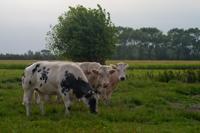 © Copyright - Raphael Kessler 2011 - Netherlands - Do you want flies with that?