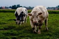 © Copyright - Raphael Kessler 2011 - Netherlands - The charging beef