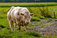 © Copyright - Raphael Kessler 2011 - Netherlands - The beef