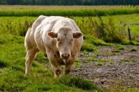 © Copyright - Raphael Kessler 2011 - Netherlands - The beef