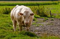 © Copyright - Raphael Kessler 2011 - Netherlands - The beef