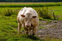 © Copyright - Raphael Kessler 2011 - Netherlands - Keep on Moo-ving