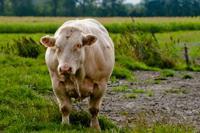 © Copyright - Raphael Kessler 2011 - Netherlands - Moo-ve along now