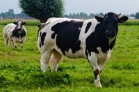 © Copyright - Raphael Kessler 2011 - Netherlands - The heifer