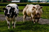 © Copyright - Raphael Kessler 2011 - Netherlands - The beef stare