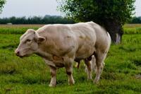 © Copyright - Raphael Kessler 2011 - Netherlands - The steak out