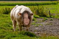 © Copyright Raphael Kessler - Netherlands - Cow Face