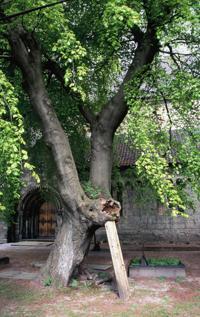 © Copyright Raphael Kessler - Norway - Dali's Tree