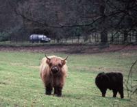 © Copyright Raphael Kessler - Scotland - Angus Hello