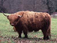 © Copyright Raphael Kessler - Scotland - Angus Stare