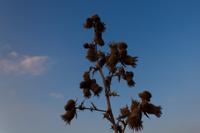 © Copyright Raphael Kessler 2012 - Italy - Sicily - Castiglione de Sicilia