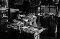 © Copyright Raphael Kessler 2012 - Italy - Sicily - Catania fish market