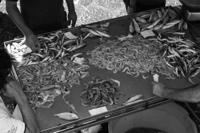 © Copyright Raphael Kessler 2012 - Italy - Sicily - Catania fish market