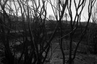 © Copyright Raphael Kessler 2012 - Italy - Sicily - Etna