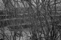 © Copyright Raphael Kessler 2012 - Italy - Sicily - Etna