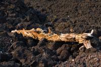 © Copyright Raphael Kessler 2012 - Italy - Sicily - Etna - North side