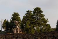 © Copyright Raphael Kessler 2012 - Italy - Sicily - Etna - North side