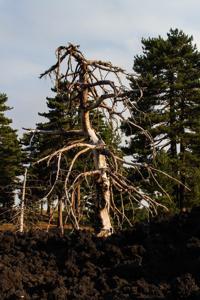 © Copyright Raphael Kessler 2012 - Italy - Sicily - Etna - North side