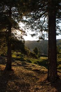© Copyright Raphael Kessler 2012 - Italy - Sicily - Etna - North side