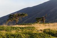 © Copyright Raphael Kessler 2012 - Italy - Sicily - Etna - North side