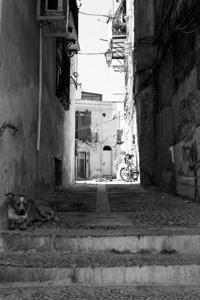 © Copyright Raphael Kessler 2012 - Italy - Sicily - Palermo - Alleyway dog