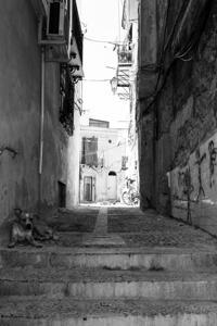 © Copyright Raphael Kessler 2012 - Italy - Sicily - Palermo - Alleyway doggy