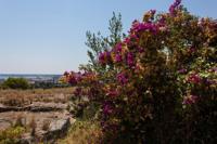 © Copyright Raphael Kessler 2012 - Italy - Sicily - Siracusa - Flowers