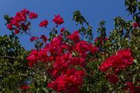 © Copyright Raphael Kessler 2012 - Italy - Sicily - Siracusa - Flowers