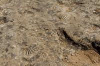 © Copyright Raphael Kessler 2012 - Italy - Sicily - Valle dei Templi - Fossils