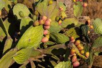 © Copyright Raphael Kessler 2012 - Italy - Sicily - Valle dei Templi - Prickly pear cacti