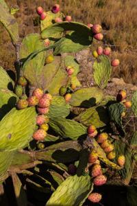 © Copyright Raphael Kessler 2012 - Italy - Sicily - Valle dei Templi - Prickly pear cacti