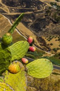 © Copyright Raphael Kessler 2012 - Italy - Sicily - Valle dei Templi - Prickly pear cacti